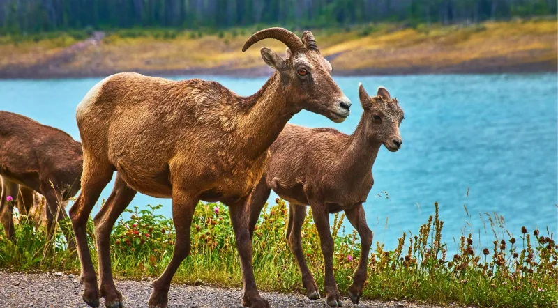Bighorn sheep ewe and lamb beside a Jasper lake on a dedicated wildlife tour